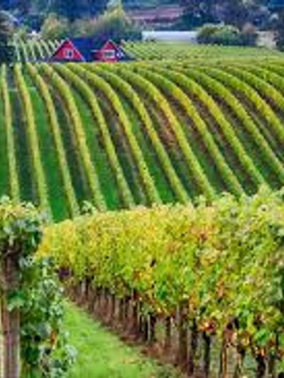 Vibrant vineyard rows leading to charming red-roofed houses.