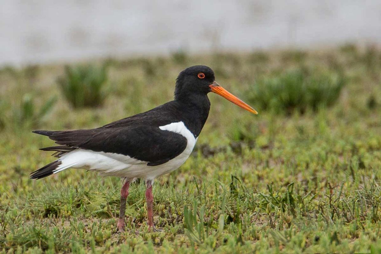 A black and white bird with an orange beak stands on grassy ground.