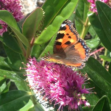 Red Admiral Butterfly on a Flower