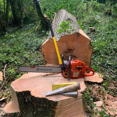 Felled Tree with a Chainsaw on the Stump