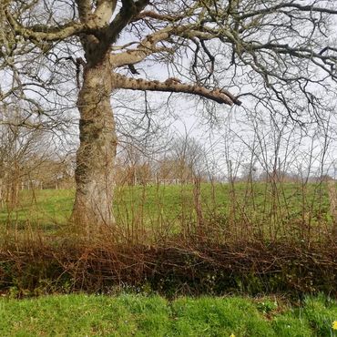 A Hedge Next to a Large Tree