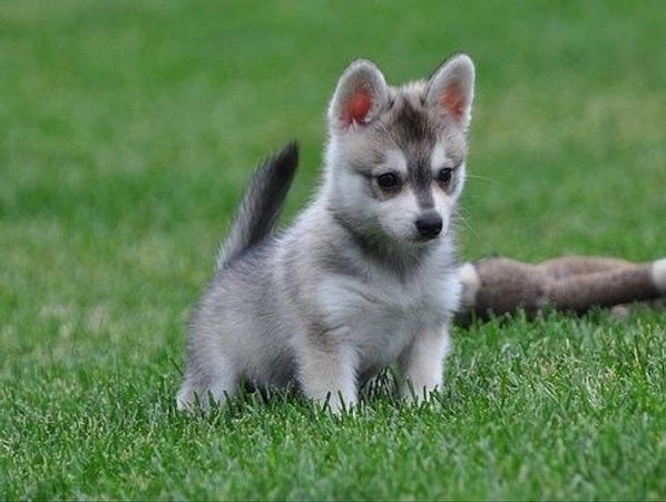Adorable small husky puppy on green grass.