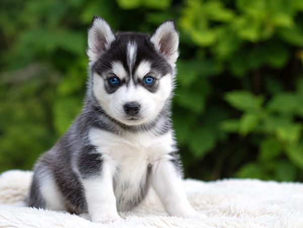 Cute Siberian Husky puppy with blue eyes.
