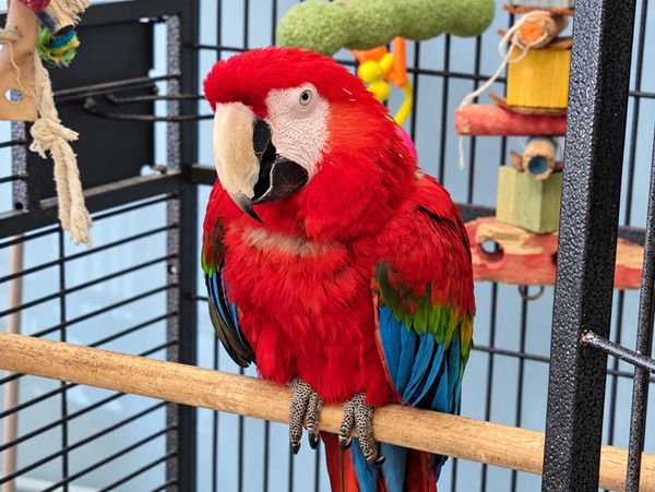 Boji of Ed's Pet World in Michell, SD
