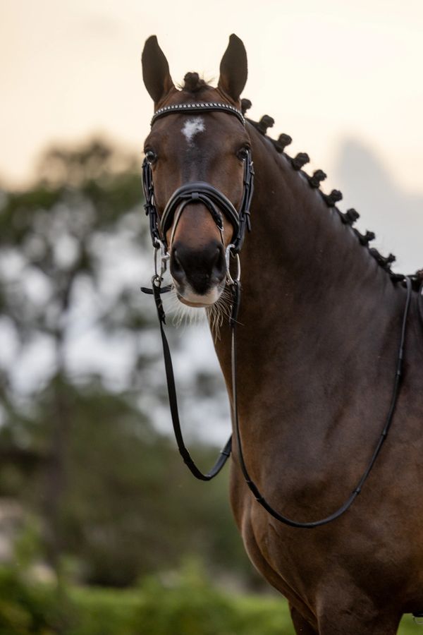 A brown horse with braided mane and bridle in an outdoor setting.