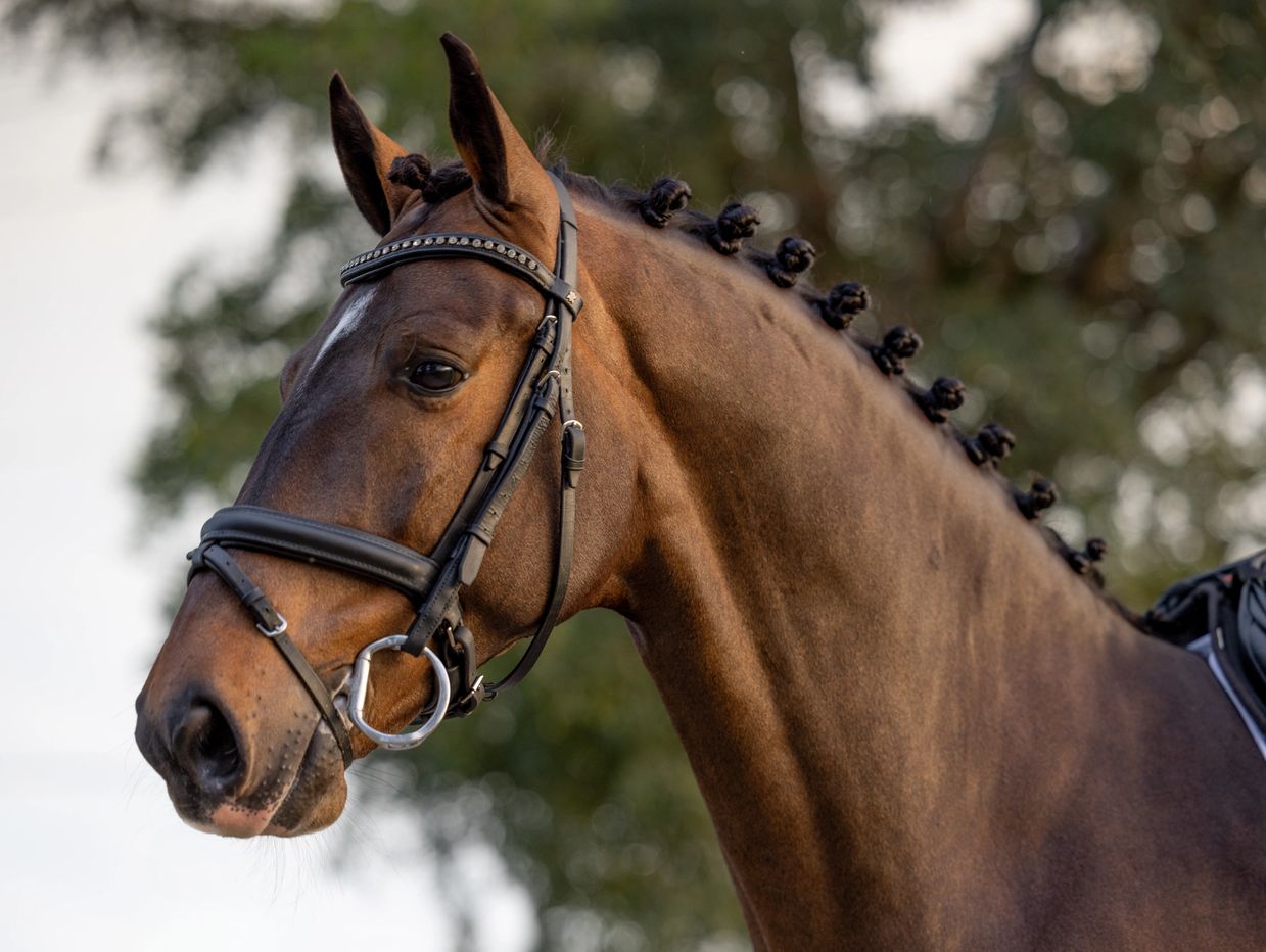 Close-up of a brown horse with braided mane and a bridle.