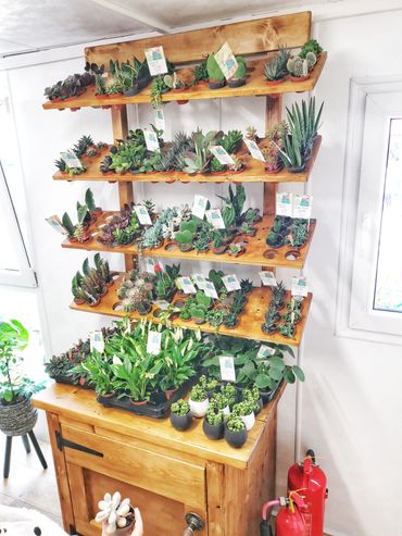 Rustic wooden shelf with succulents.