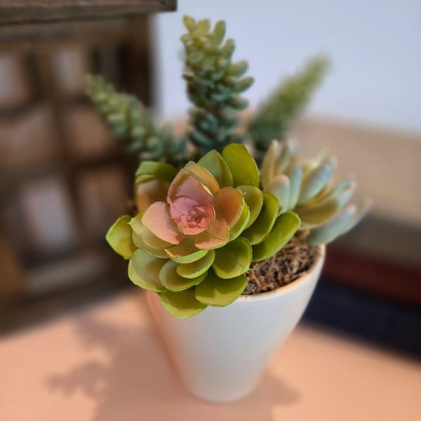 Succulent arrangement