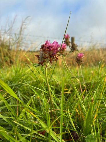Close-up of dew-covered grass and pink wildflowers in a field.