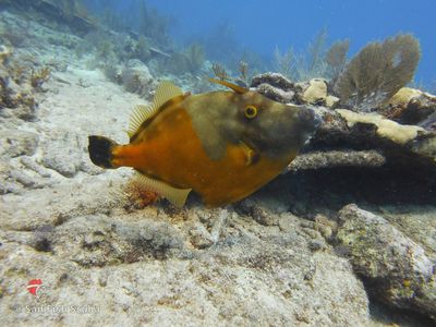 Key Largo snorkeling, Key Largo scuba diving, guided scuba diving Key Largo. Molasses Reef