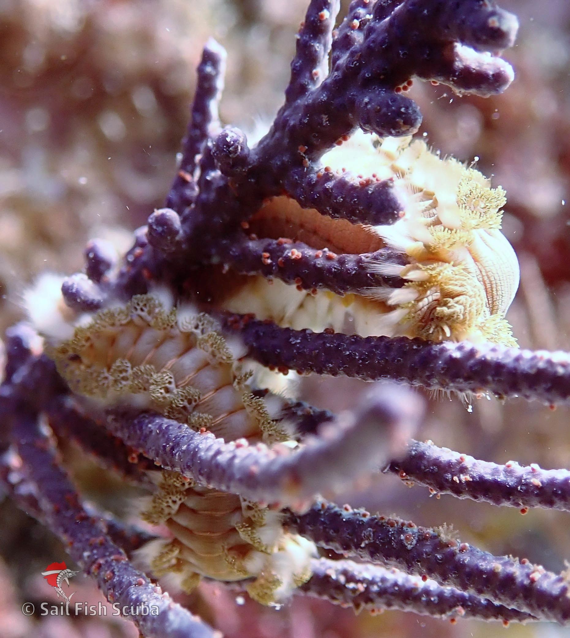 French Reef in Key Largo, Florida is a popular shallow dive and snorkeling reef site