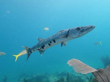 Guided scuba diving tour, Molasses Reef,  Florida Keys , Key Largo scuba diving, snorkeling trips