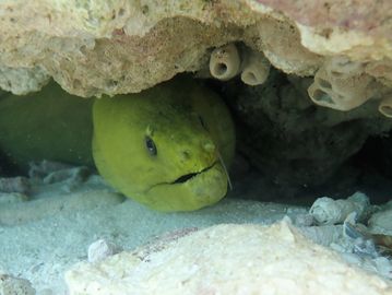 Guided scuba diving tour, Key Largo scuba diving, Key Largo snorkeling, PADI open water courses