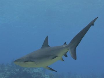 Key Largo guided scuba diving trips with shark sighting. Key Largo scuba diving and snorkeling