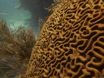 Key Largo scuba, Key Largo snorkeling, Key Largo PADI Open Water course, Key Largo scuba