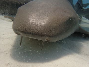 Key Largo scuba diving, Key Largo snorkeling, Key Largo scuba charters, Key Largo private charter