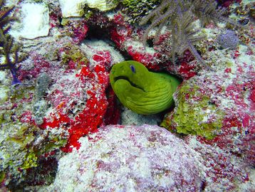 Moray eel seen during a guided scuba diving tour in Key Largo on French Reef with Sail Fish Scuba