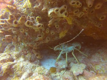 Key Largo scuba diving at Sand Bottom Caves site inside French Reef Pennekamp Coral Reef Park