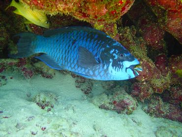 Parrotfish spotted Key Largo guided scuba tour, Key Largo scuba diving, Key Largo snorkeling