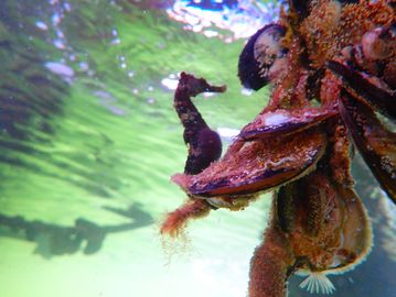 PADI Open Water course, PADI Discover Scuba Diving, Key Largo scuba diving courses at Jules Lagoon