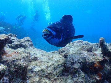 A parrotfish seen during one of our guided Key Largo scuba tours, with best dive shop in Key Largo