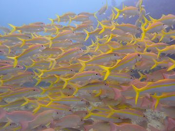 Key Largo guided scuba tours and Key Largo snorkeling trips. Best Key Largo dive shop
