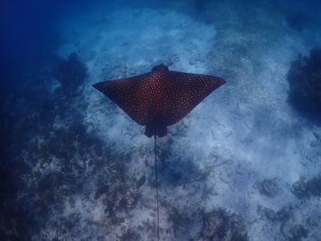 Spotted Eagle Ray  during Key Largo small, guided scuba diving trip & Key Largo snorkeling trip