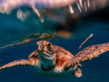 Key Largo snorkeling, Key Largo scuba diving. Key Largo scuba, Key Largo scuba diving,