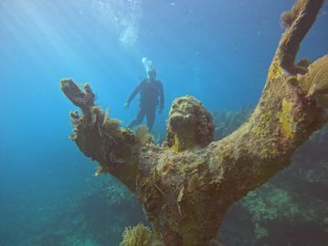 Key Largo scuba diving, Key Largo snorkeling, Scuba diving in Key Largo, PADI Open Water course