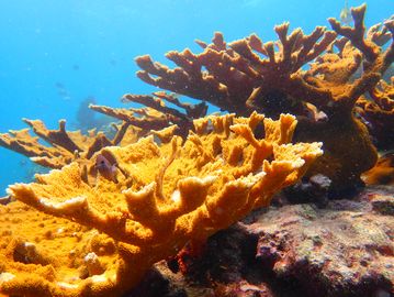 Guided scuba diving tour, snorkeling trip, on Molasses reef with Sail Fish Scuba in Key Largo