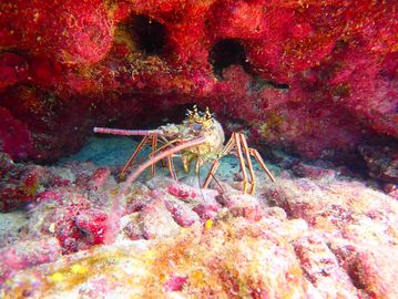 Lobster seen during a Key Largo guided scuba diving tour in Molasses Reef, Key Largo scuba diving