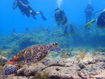 Key Largo scuba diving, Key Largo snorkeling, Key Largo private boat charters. Key Largo dive shop