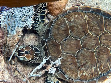 Guided scuba diving trip, Key Largo snorkeling tour, Key Largo scuba, Key Largo snorkeling,