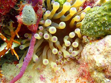 Key Largo scuba diving, Key Largo PADI Open Water course, Key Largo snorkeling, Key Largo scuba