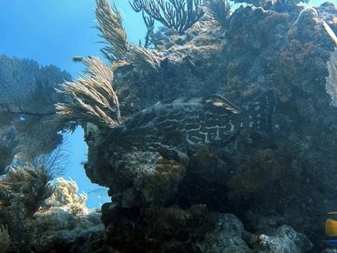 Goliath Grouper spotted during a guided scuba tour
