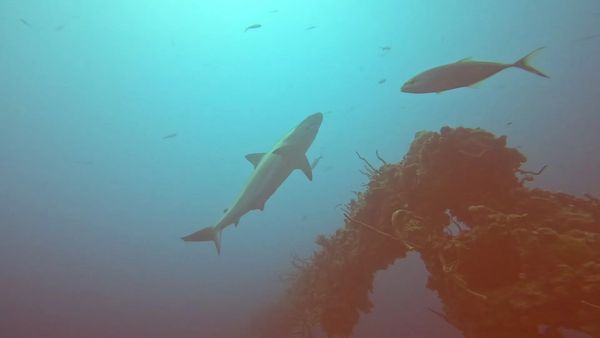 Key Largo scuba diving, Advanced Open Water course, guided scuba diving tour, PADI wreck specialty