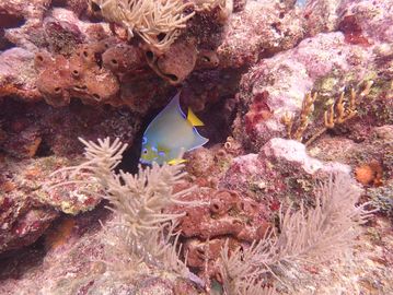 Key Largo guided scuba diving, Key Largo scuba, Key Largo snorkeling, Key Largo PADI Open Water