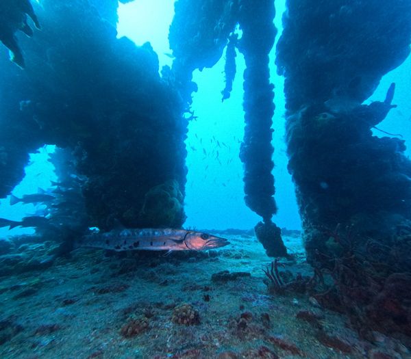 Barracuda seen by PADI advanced open water scuba divers on a guided Key Largo scuba diving trip