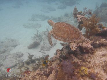 Sea turtle, Key Largo snorkeling and scuba diving trip in the Florida Keys, guided scuba diving