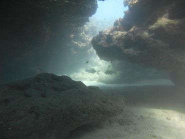 Key Largo scuba diving at Sand Bottom Caves site inside French Reef Pennekamp Coral Reef Park
