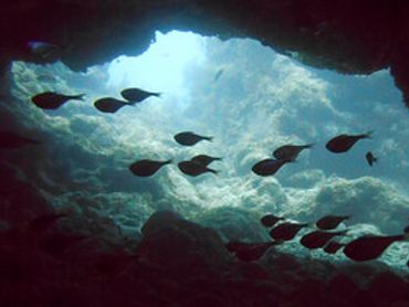 Key Largo scuba diving at Sand Bottom Caves site inside French Reef Pennekamp Coral Reef Park