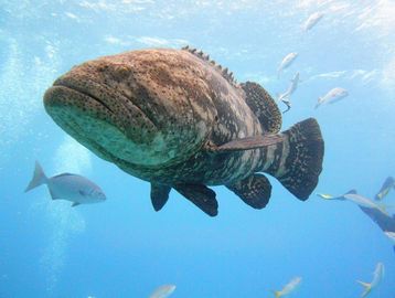 Key Largo scuba diving, Key Largo snorkeling charters, Key Largo private charters, Key Largo diving