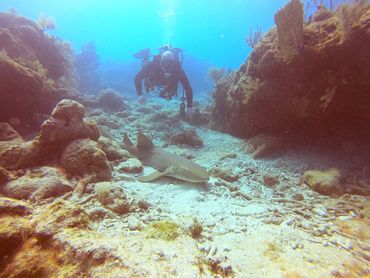 Nurse shark spotted Key Largo scuba guided tour, Key Largo snorkeling, small scuba diving trips