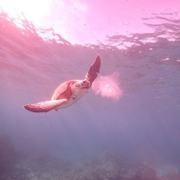 Key Largo scuba diving, Guided scuba diving tours, Key Largo small scuba tours, Key Largo snorkeling