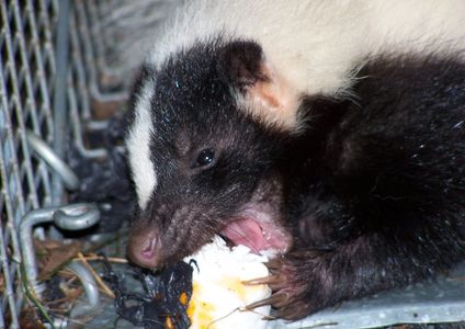 Gopher extermination service CT