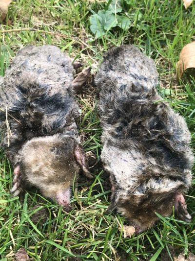Two moles removed from a lawn In  Madison CT