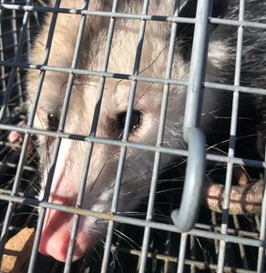 how to get rid of gophers in Connecticut.