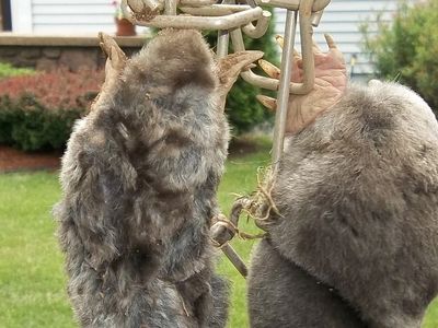 Mole trapping East Lyme CT