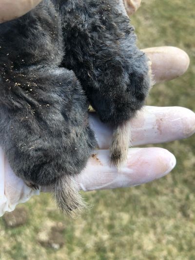 Hairy-tailed mole (brewer's mole) exterminator. These two shown were caught in Wolcott CT