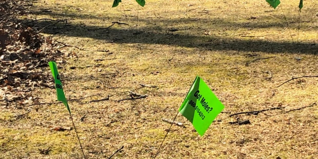 What attracts moles to my yard?
Moles are coming in from my neighbors yard.